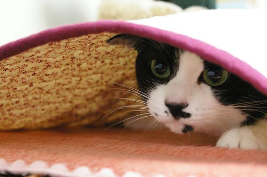 Under kitten