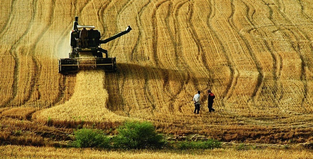 Ekim Alanı Son 20 Yılda Yüzde 60 Azaldı