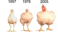 8 Madde ile Tavukların Yıllar Geçtikçe Korkutan Büyümesi