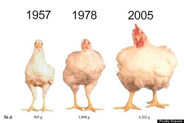 1. Bu görüntüdeki tavuklar, tamamen aynı şekilde yetiştirilmiştir ve aynı yaşta fotoğraflanmıştır.