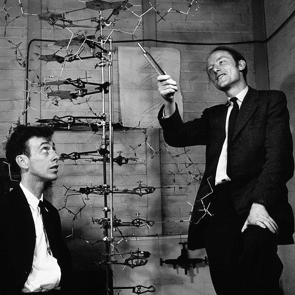 4. 1950'lerde James Watson ve Francis Crick Cambridge Üniversitesi'nde DNA modellemesi yaparak molekülün yapısını açıklamaya çalışıyorlardı.