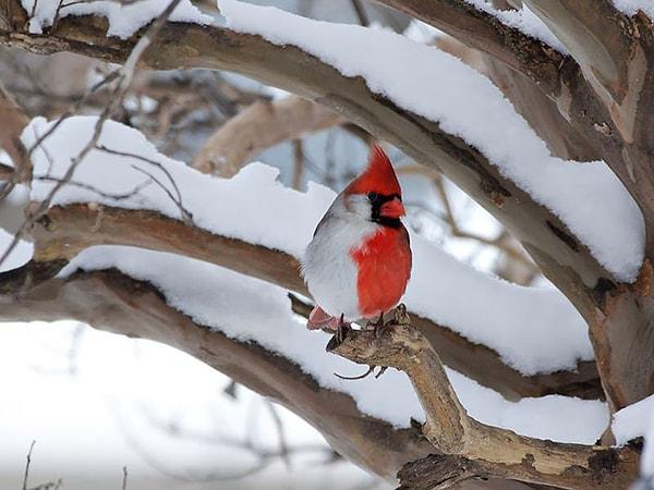 15. Kuzey Kardinal Kuşu