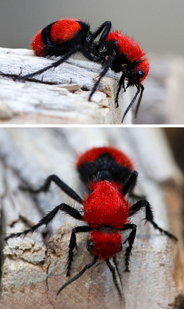 19. Kırmızı Kadife Karıncası