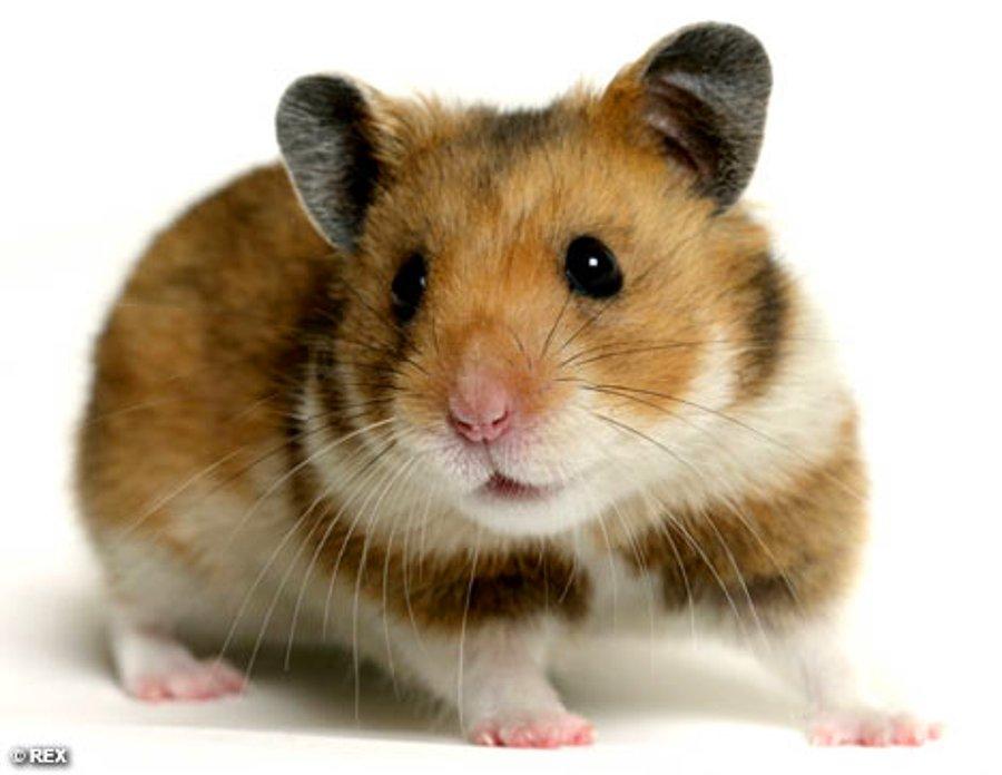Featured image of post Gonzales Hamster zellikleri Ancak evinizde bir hamster beslemeye karar verdiyseniz