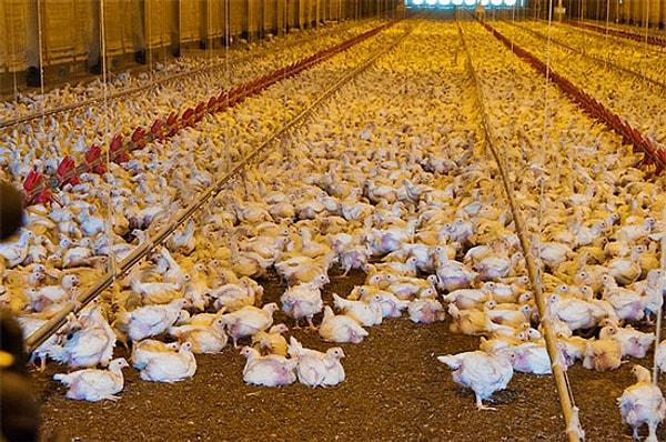 5. "Eğer hormon kullanımı tavukların büyük olmasına neden oluyorsa, yetiştirdiğimiz üç tavuk da aynı boyutta olmalıydı çünkü hiçbirinde hormon kullanılmadı."