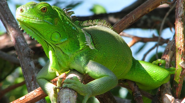 Florida'daki Yerli Kertenkeleler Evrim Geçiriyor