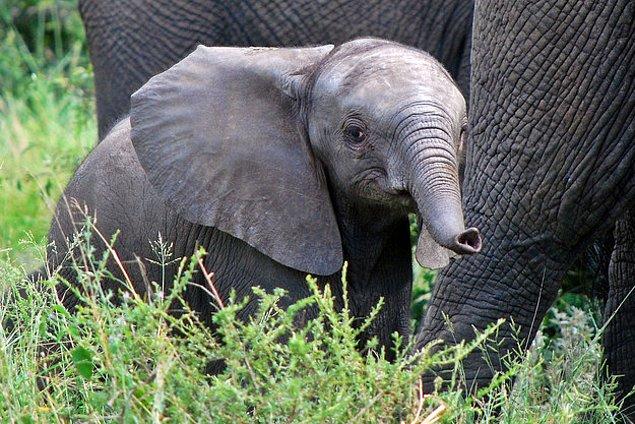 4. Bebek filler, rahatlamak için kendi gövdelerini emer.