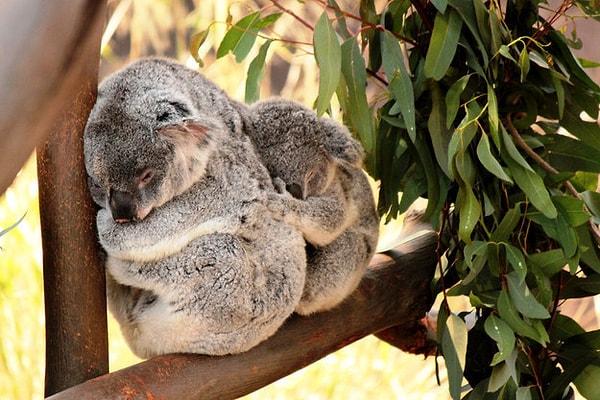 9. Bebek koala büyüyüp annesinin kesesi için çok ağırlaşınca, anne koala bebeğini sırtında taşır.