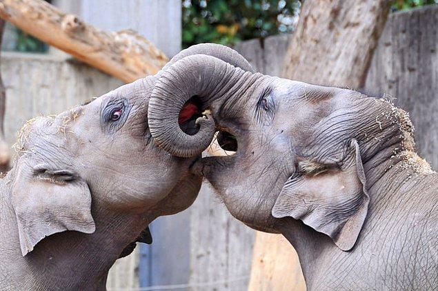 16. Filler, bir sevgi gösterisi olarak, hortumlarını birbirine geçirir.