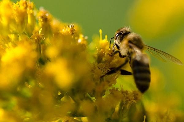 18. Bal arıları dans ederek iletişim kurar.
