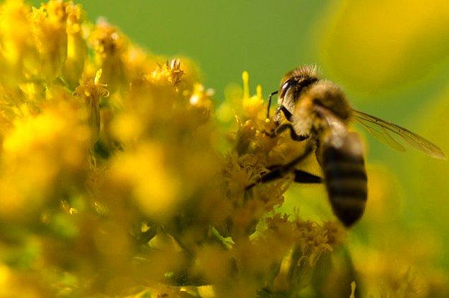 18. Bal arıları dans ederek iletişim kurar.