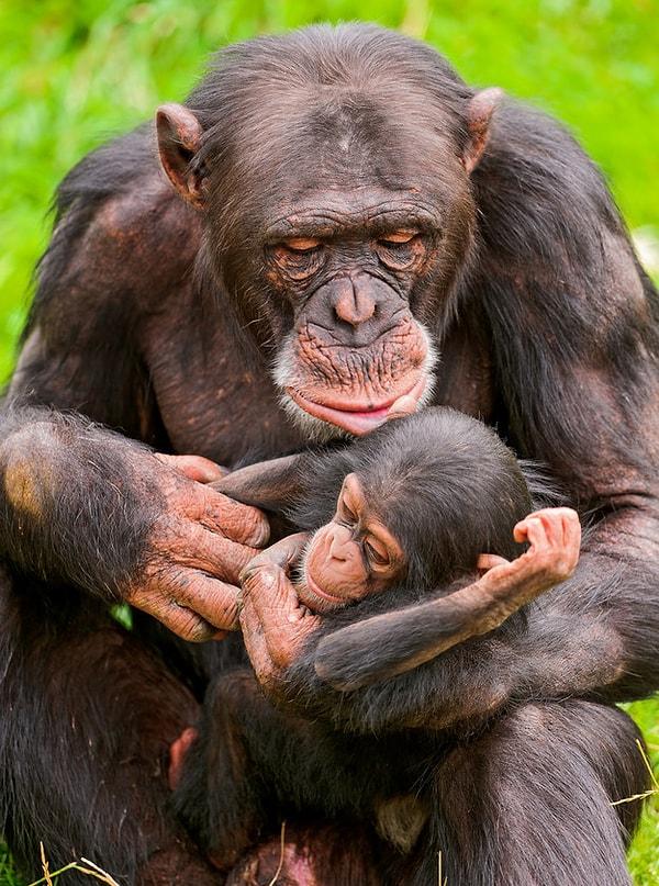 22. Bebek dişi şempanzeler, etraftan küçük sopalar toplarlar ve tıpkı annelerinin onlara baktığı gibi, bu sopalara çocukları gibi bakarlar.