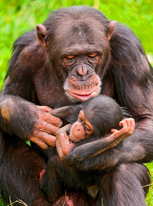 22. Bebek dişi şempanzeler, etraftan küçük sopalar toplarlar ve tıpkı annelerinin onlara baktığı gibi, bu sopalara çocukları gibi bakarlar.
