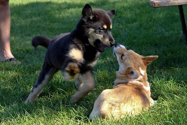 25. Erkek köpek yavruları, zaman zaman centilmenlik yaparlar. Örneğin ortada bir oyun varsa, bilerek dişilerin kazanmasına izin verirler.