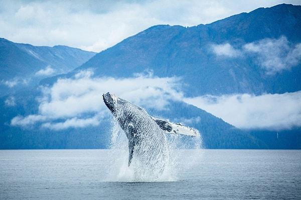 4. Katil balinaların bölgeye geldiğini haber vermeye çalışan balina - British Columbia, Kanada