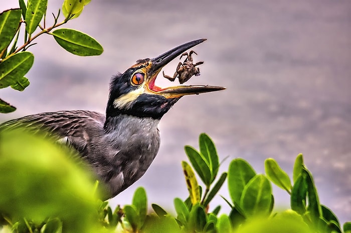 25 Mükemmel Fotoğraf ile 2014 National Geographic Fotoğraf Yarışması