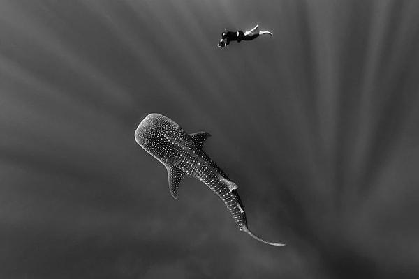 20. Balina köpekbalığı - Dominik Cumhuriyeti