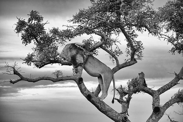 24. Ağaçta kaldığı için uzaklara giden ailesini izlemekle yetinen aslan - Güney Afrika