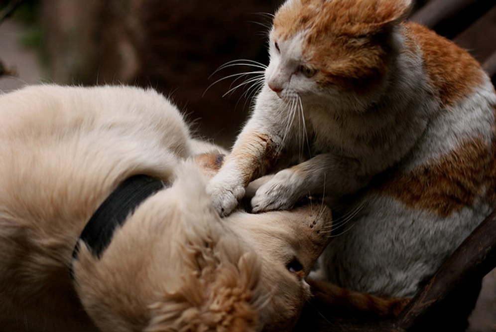 Gergin Bir Gün Geçiren Köpek Kankasına Masaj Yapan 17 Düşünceli Kedi