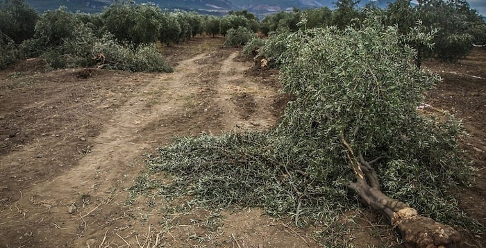 Soma'da Zeytin Ağaçları Kolin Şirketine Emanet!