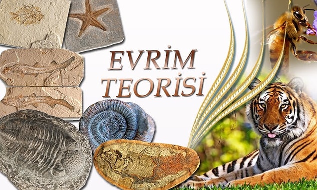 1- Evrim Teorisi Neden Bilimsel ve Geçerli Bir Teori Değildir?