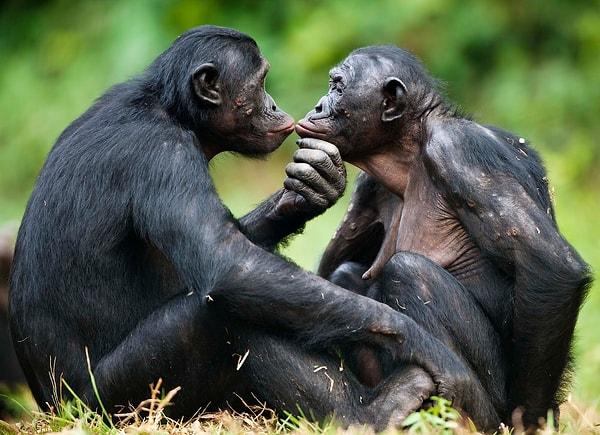 1. Cüce şempanzeler arasında bir anlaşmazlık çıkarsa olayı ya seks yaparak ya da yiyeceklerini paylaşarak çözerler.