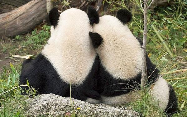 2. Pandalar çiftleşmeye isteksiz yaklaşırlarsa onlara diğer pandaların çiftleşme videoları izletilir. Bu onları havaya sokar.