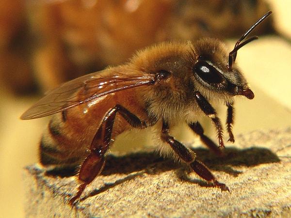 8. Kraliçe ile çiftleşen bal arılarının penisleri boşalma sırasında kopar ve bu onları öldürür.