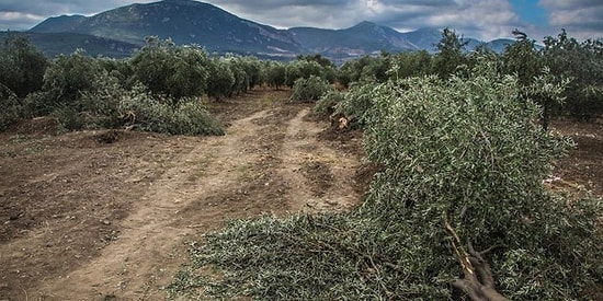 Soma'da Kurulmak İstenen Termik Santral ÇED'den Muaf Tutuldu