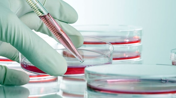 17. Ученые использовали стволовые клетки в борьбе с опухолью головного мозга.