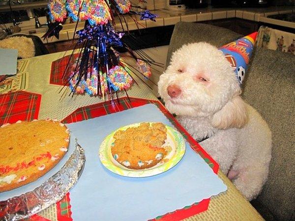 12. "Benim doğum günüm olduğu için hepsini ben yiycem"