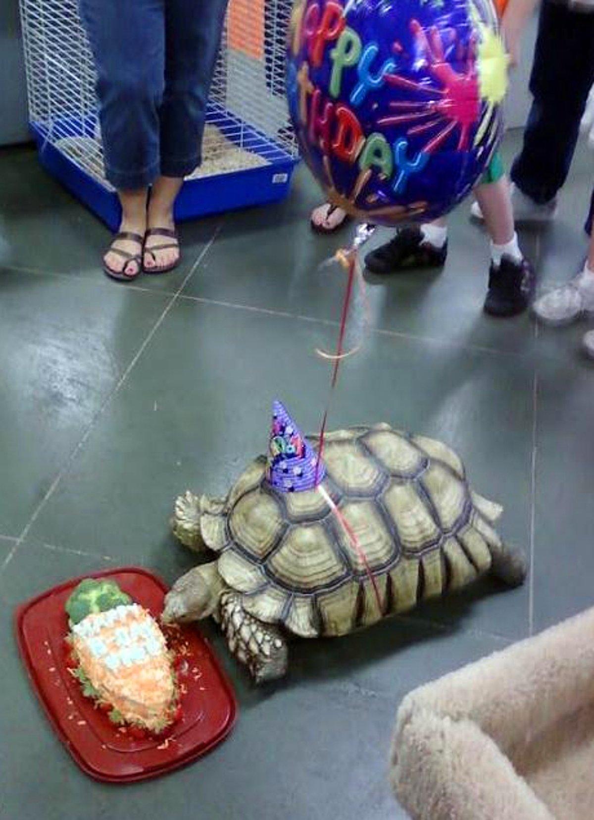 Рождения черепахи. С днем рождения черепаха. Праздничная черепашка. Черепаха с подарком. Рождение черепах.