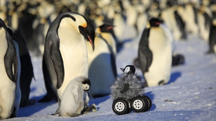 Penguenlere Yaklaşmanın Bilimsel Yolu