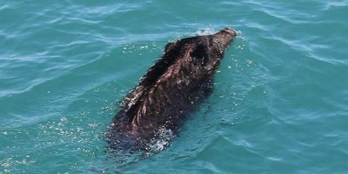 Ağaçlar Kesildi, Domuzlar Şehre İndi