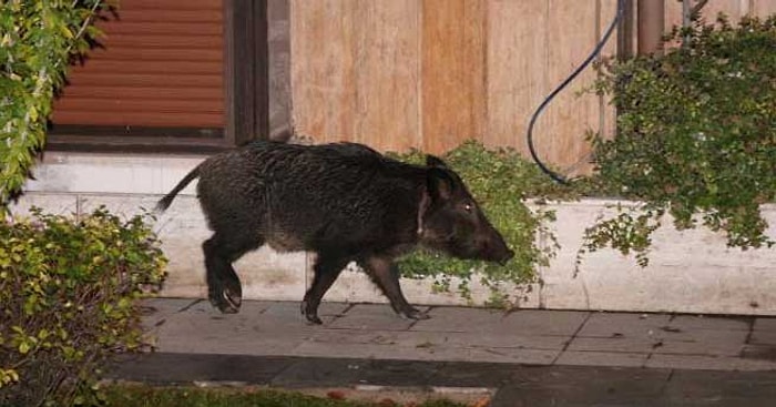 İstanbul'un Göbeğinde Bir Yaban Domuzu