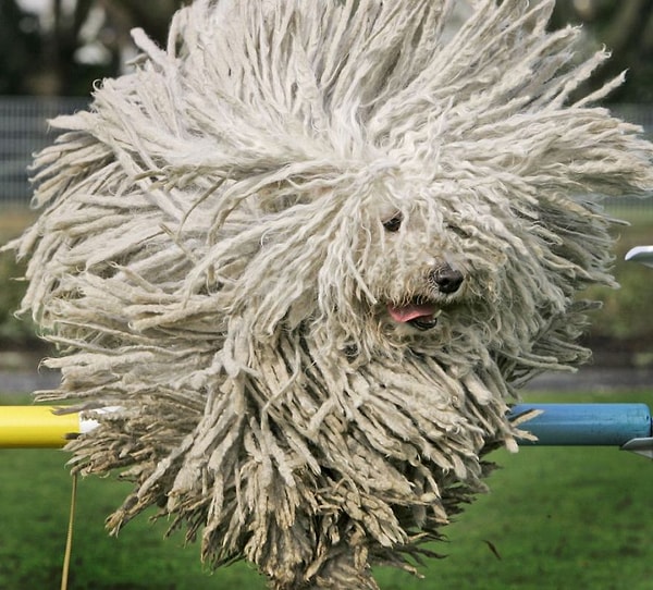 15. Komondor