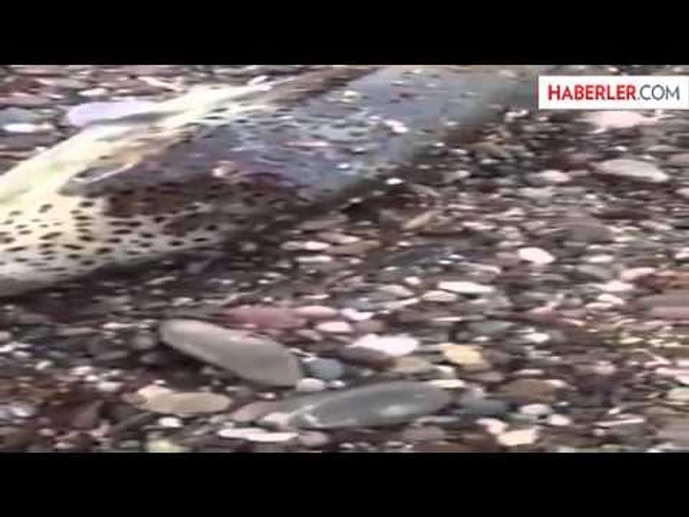 Ağzıyla Teneke Kesen Balık