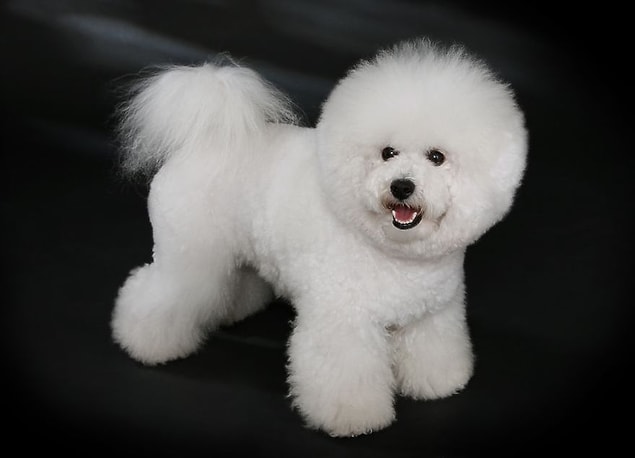 25. Bichon frisé