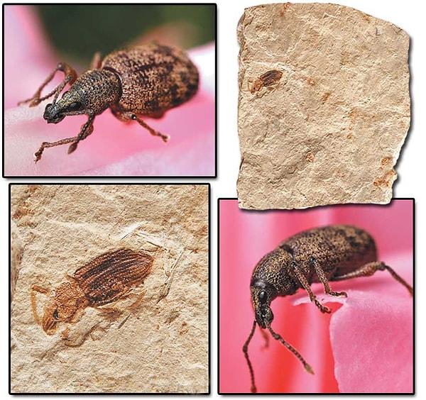 54 - 37 Milyon Yıllık Hortumlu Böcek