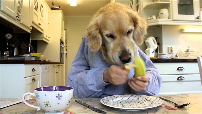 İnsan Kollarına Sahip Olunca Bizler Gibi Yemek Yiyen 17 İştahlı Köpek