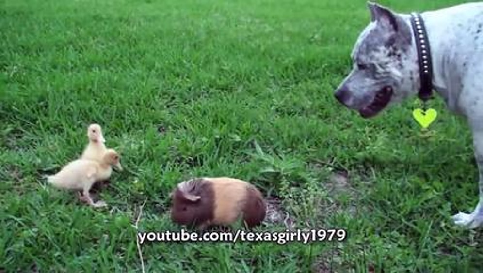 Pitbull Olduğunu Unutan Köpek