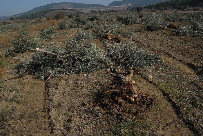 6 Bin Zeytin Ağacının Katledilmesine Sosyal Medyadan Tepkiler...