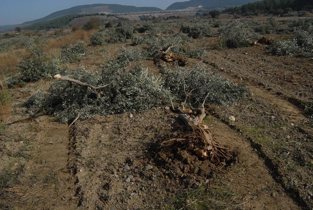 6 Bin Zeytin Ağacının Katledilmesine Sosyal Medyadan Tepkiler...