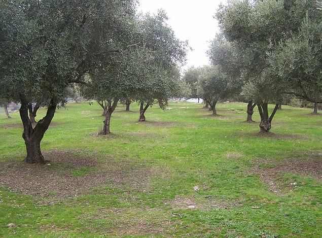 9. Oleuropeitt maddesi zeytin yaprağında, bolca bulunmaktadır. Bu madde zeytin ağacını hastalık ve zararlılardan korumaktadır. Modern tıp bu maddeyi tıp alanında da kullanabilmek için çeşitli çalışmalar yapmaktadır.