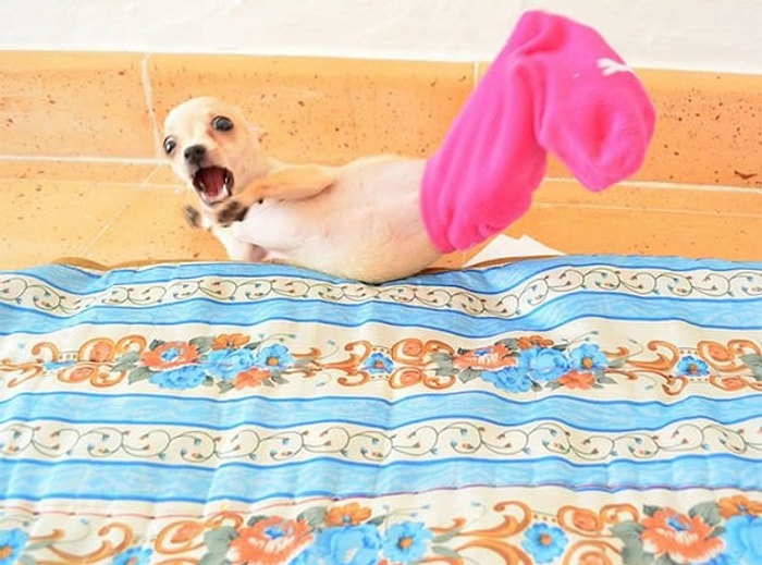 Dumura Uğrayarak Şaşkınlığını Saklayamayan 20 Hayvan