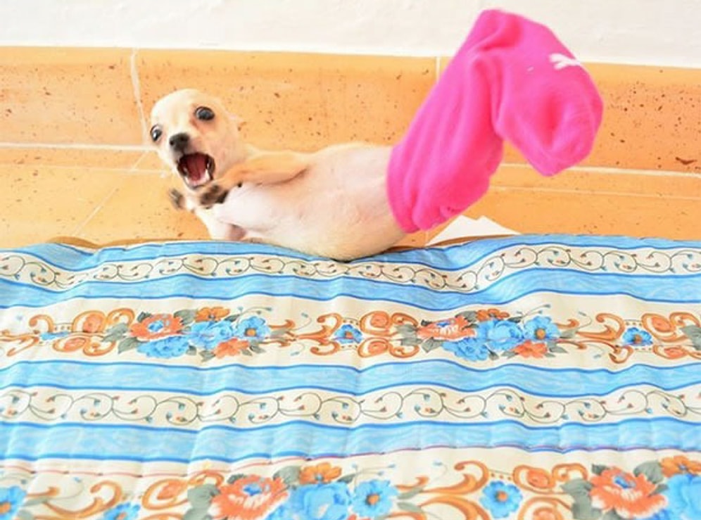 Dumura Uğrayarak Şaşkınlığını Saklayamayan 20 Hayvan