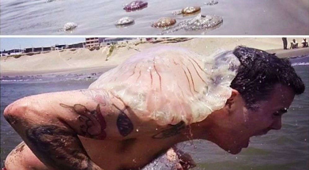 Keyif İçin Vücudunu Deniz Analarına Temas Ettiren Adam