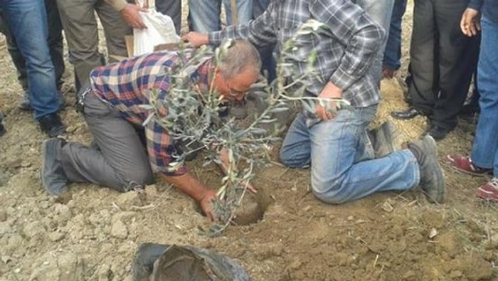 Yırca Halkı Kesilen Ağaçların Yerine Yeni Fidanlar Dikti