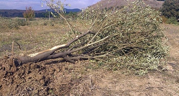 Kolin Şirketi 'Ağaç Katliamı'nı Savundu: Her Şey Hukuka Uygun