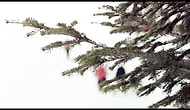 Bansko'nun Popüler Bir Kayak Merkezi Olmasının 10 Nedeni